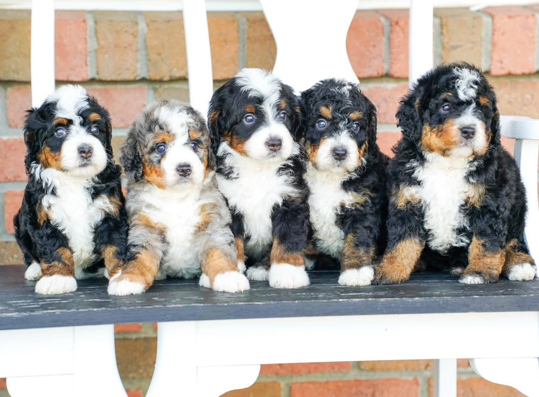 Cute Mini Bernedoodle puppies
