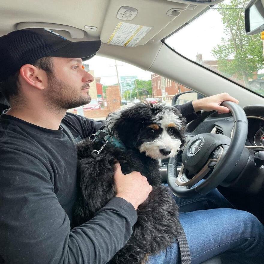 Bernedoodle puppy enjoying a car ride in a secure crate