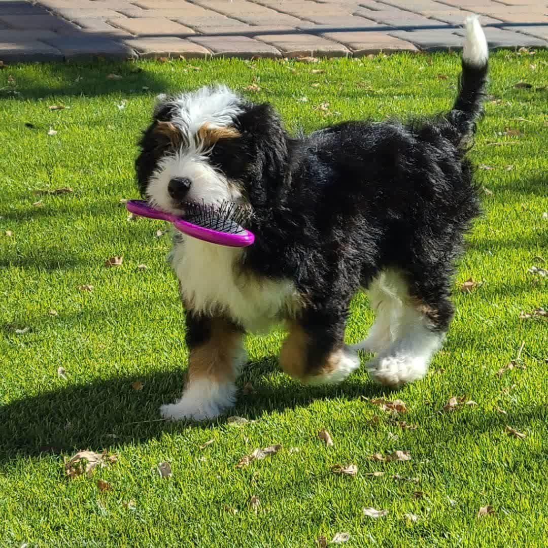 Happy Bernedoodle running in a park with a ball